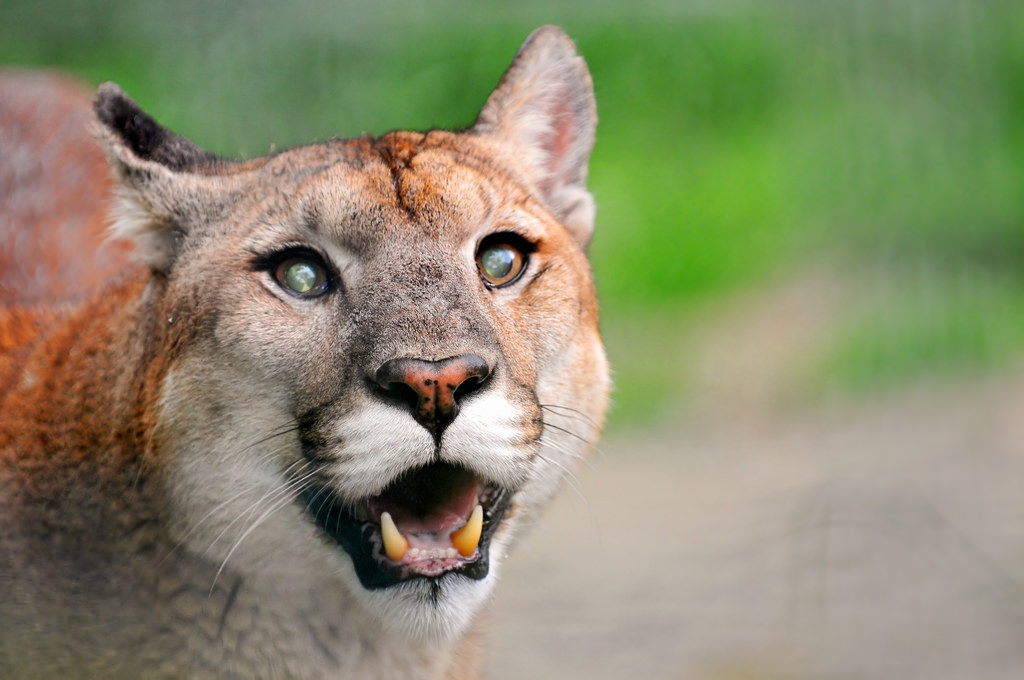 what to do if a mountain lion is stalking you