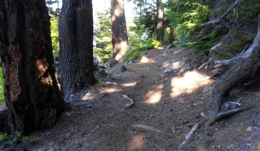 Roots Slow Trail Runners Down
