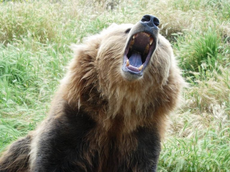 Do Periods Attract Bears Trail Dangers Explored