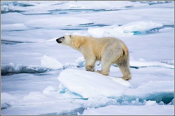 Polar Bears are Attracted to Period Blood