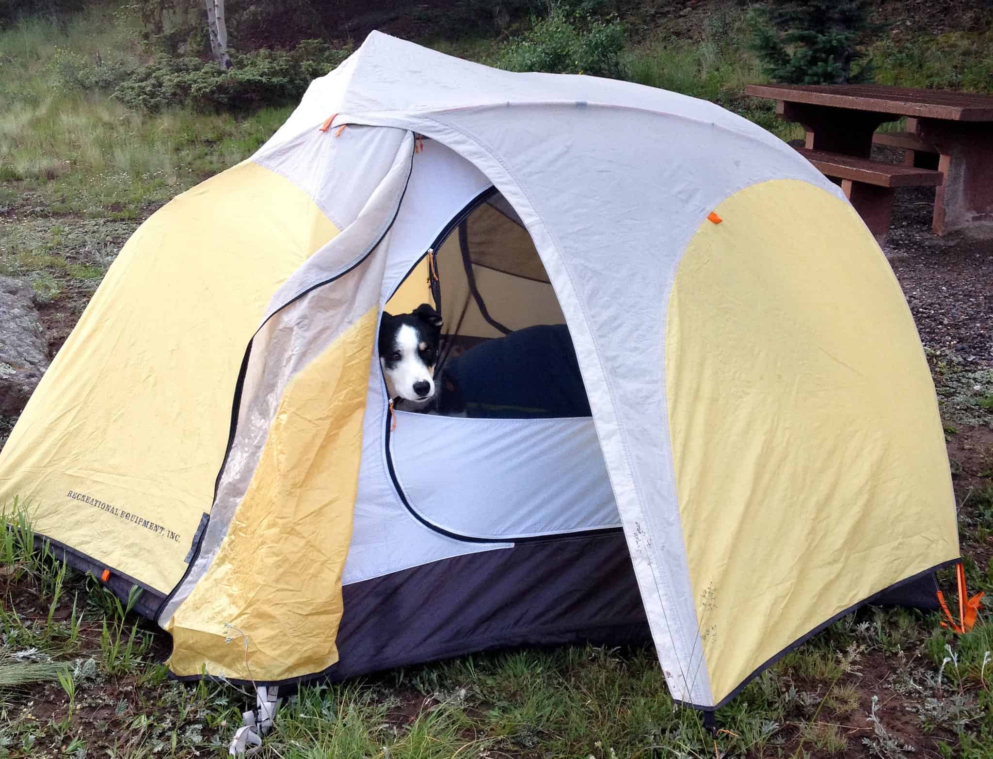Dog Inside a Tent Camping