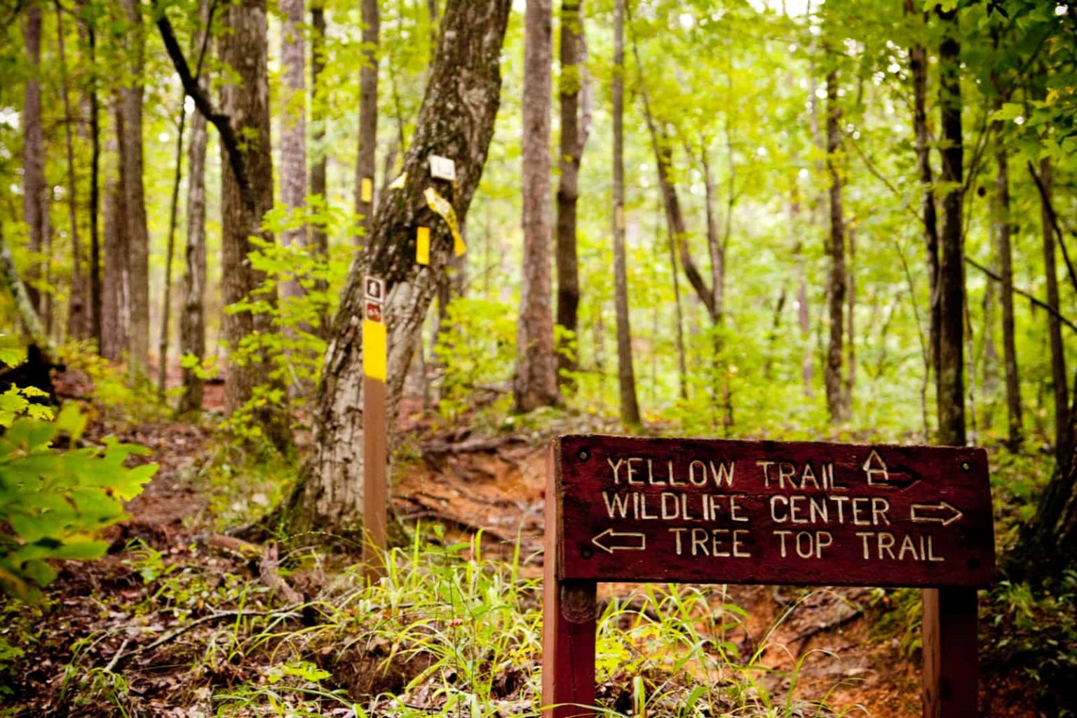 Best Trail Races in the U.S. a Trail Runner's Paradise Deeper Trails