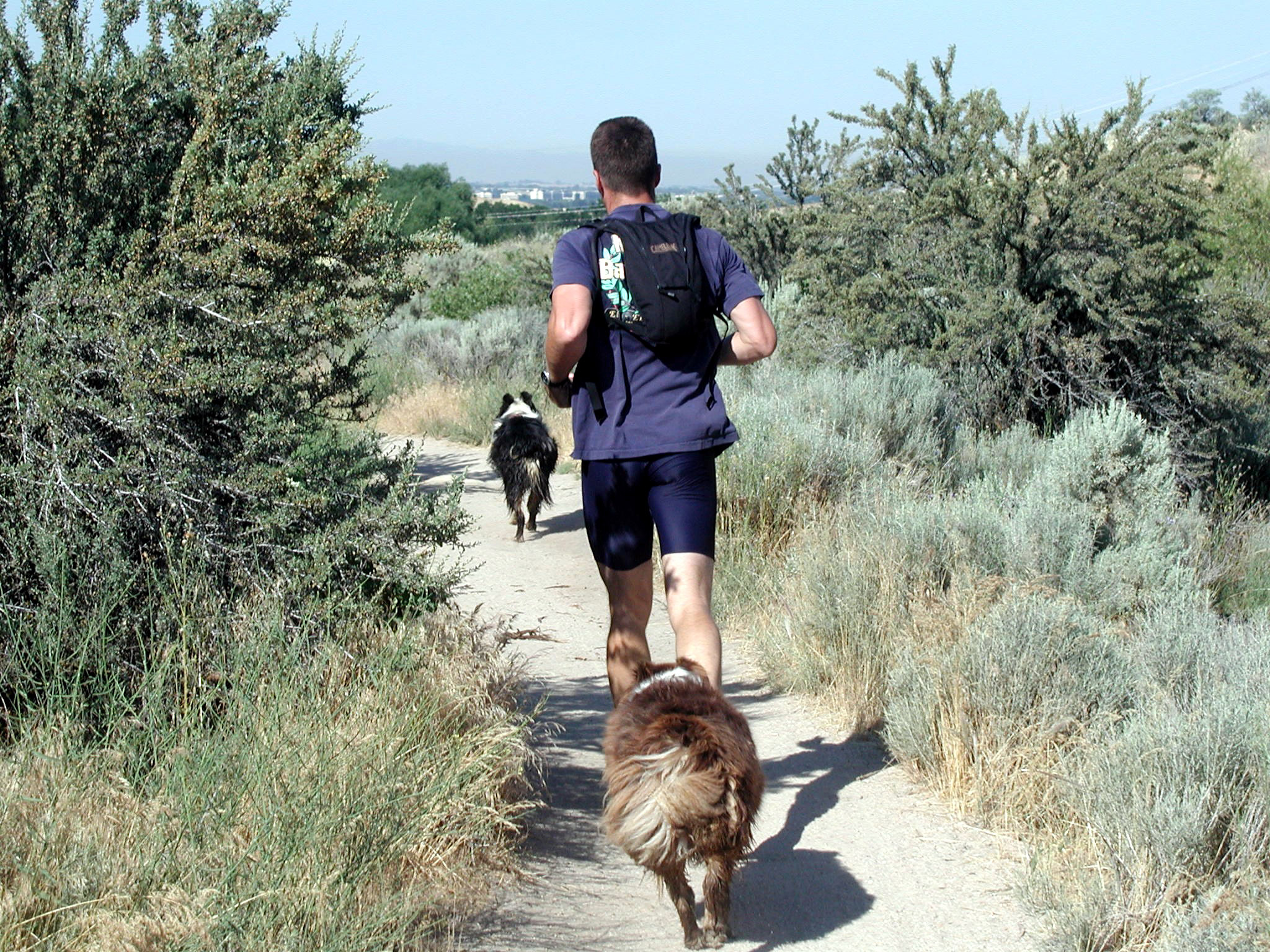 Best Dog Breeds for Running and Hiking