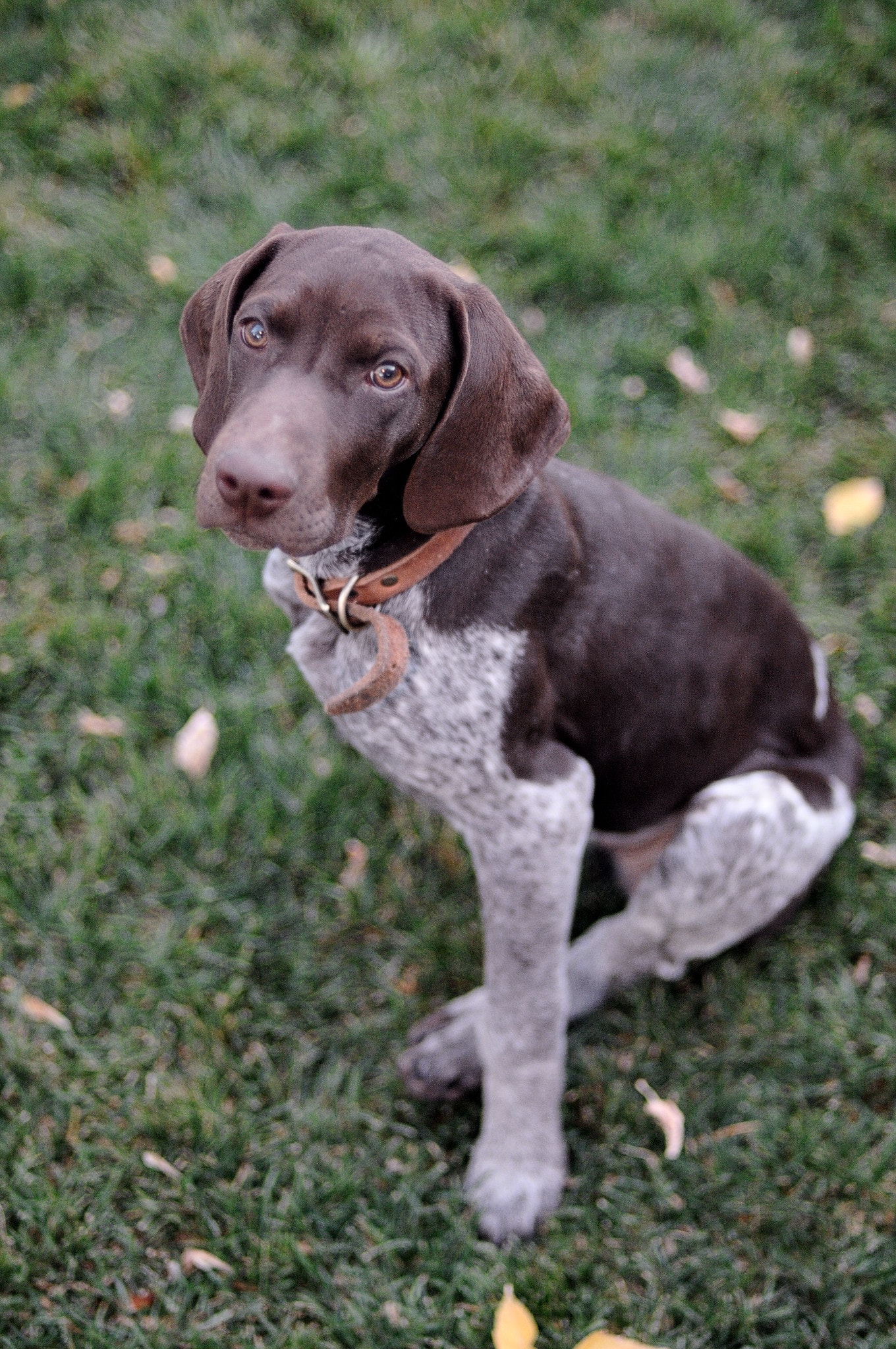 The Absolute BEST Dogs for Running and Hiking Deeper Trails