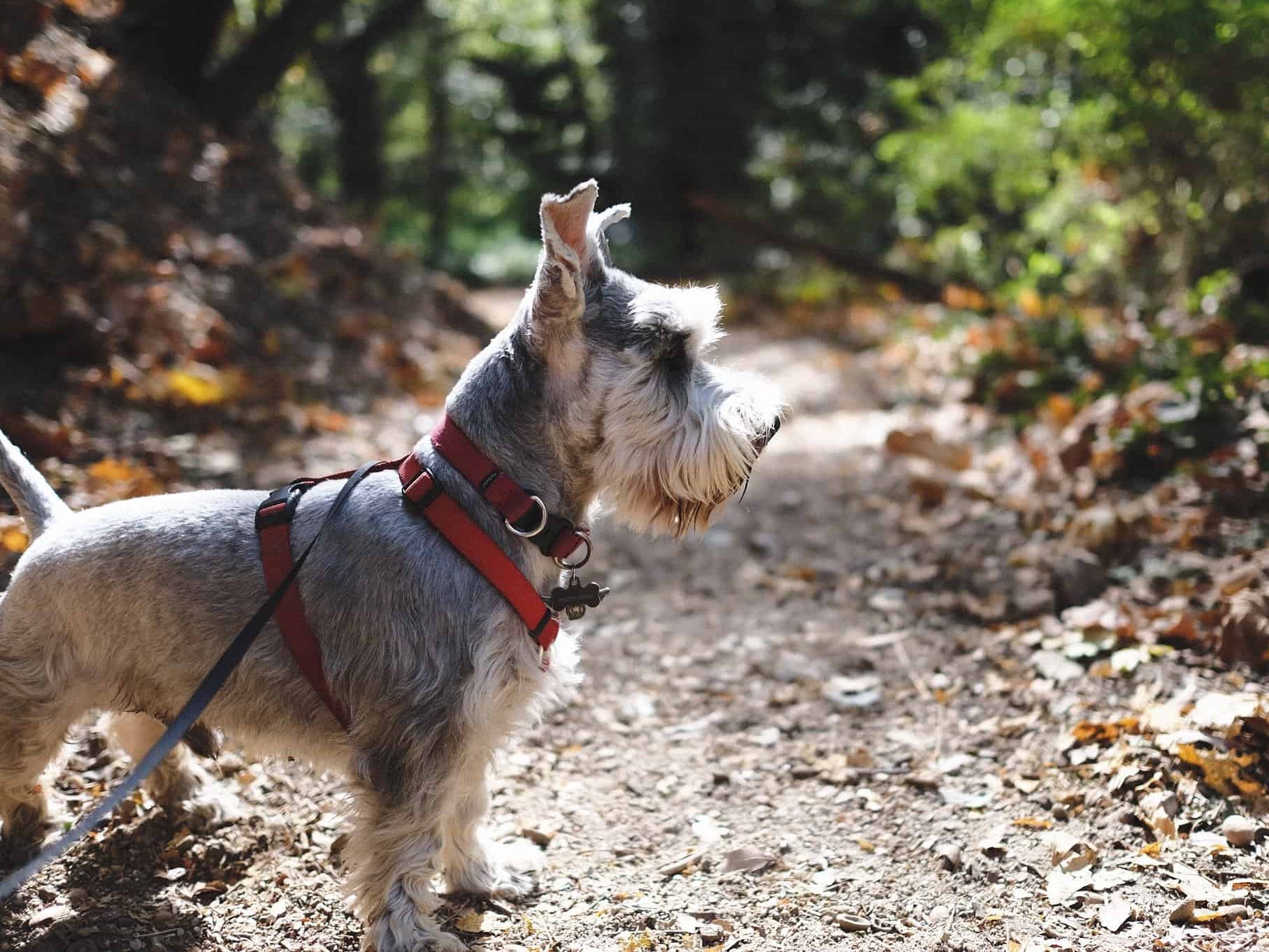 pet hiking