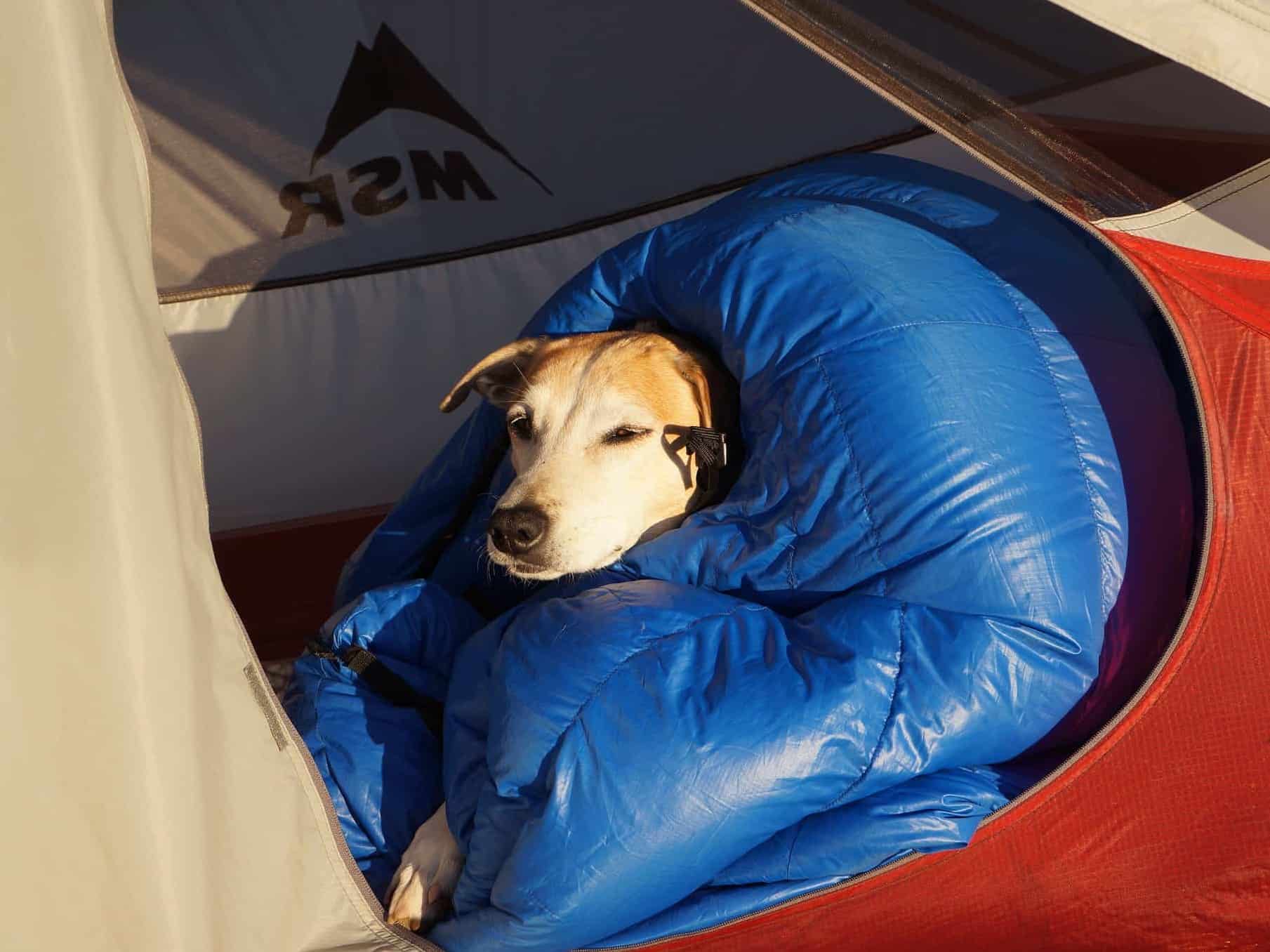 Best Tents for Camping With a Dog