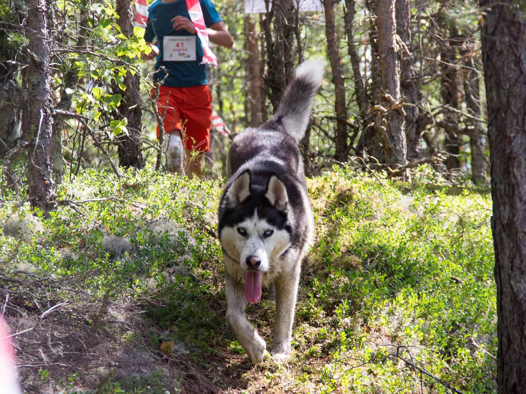 Trail Running with a Dog