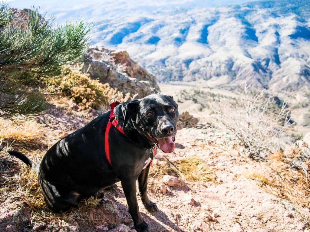 Best Dog Leashes for Hiking