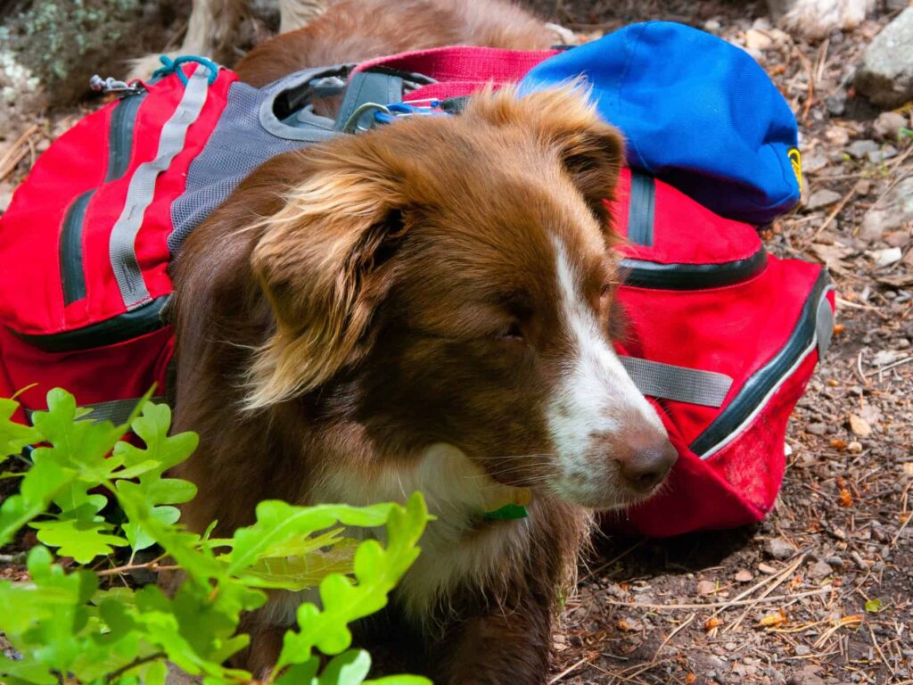 Best Dog Leashes for Camping