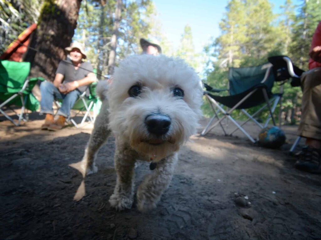 Best Dog Leashes for Camping