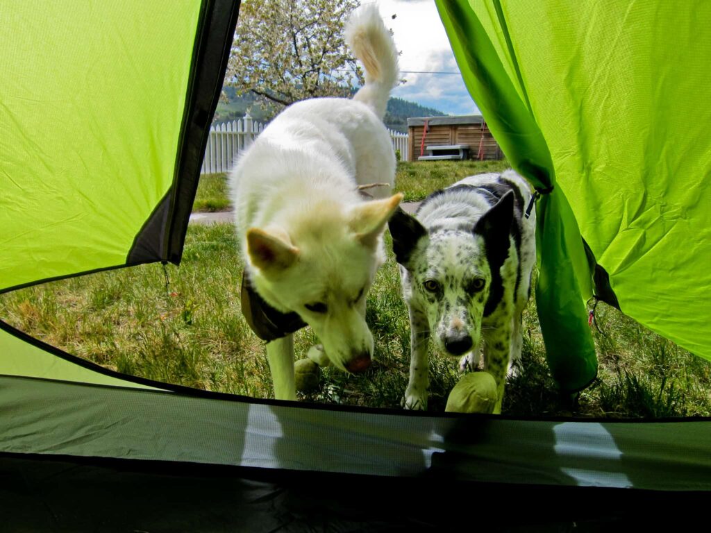 Best Tents for Camping with a Dog